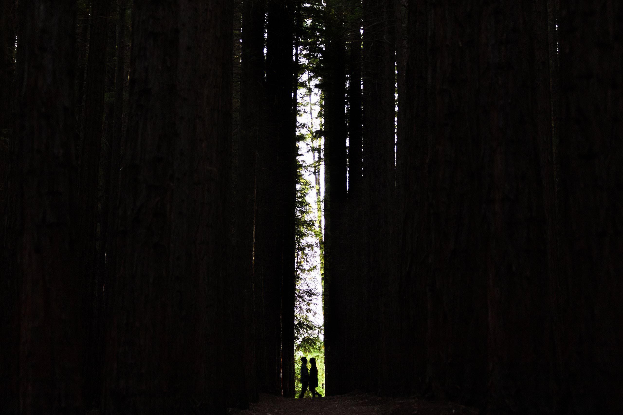 warburton redwood forest couple session creative silhouette 