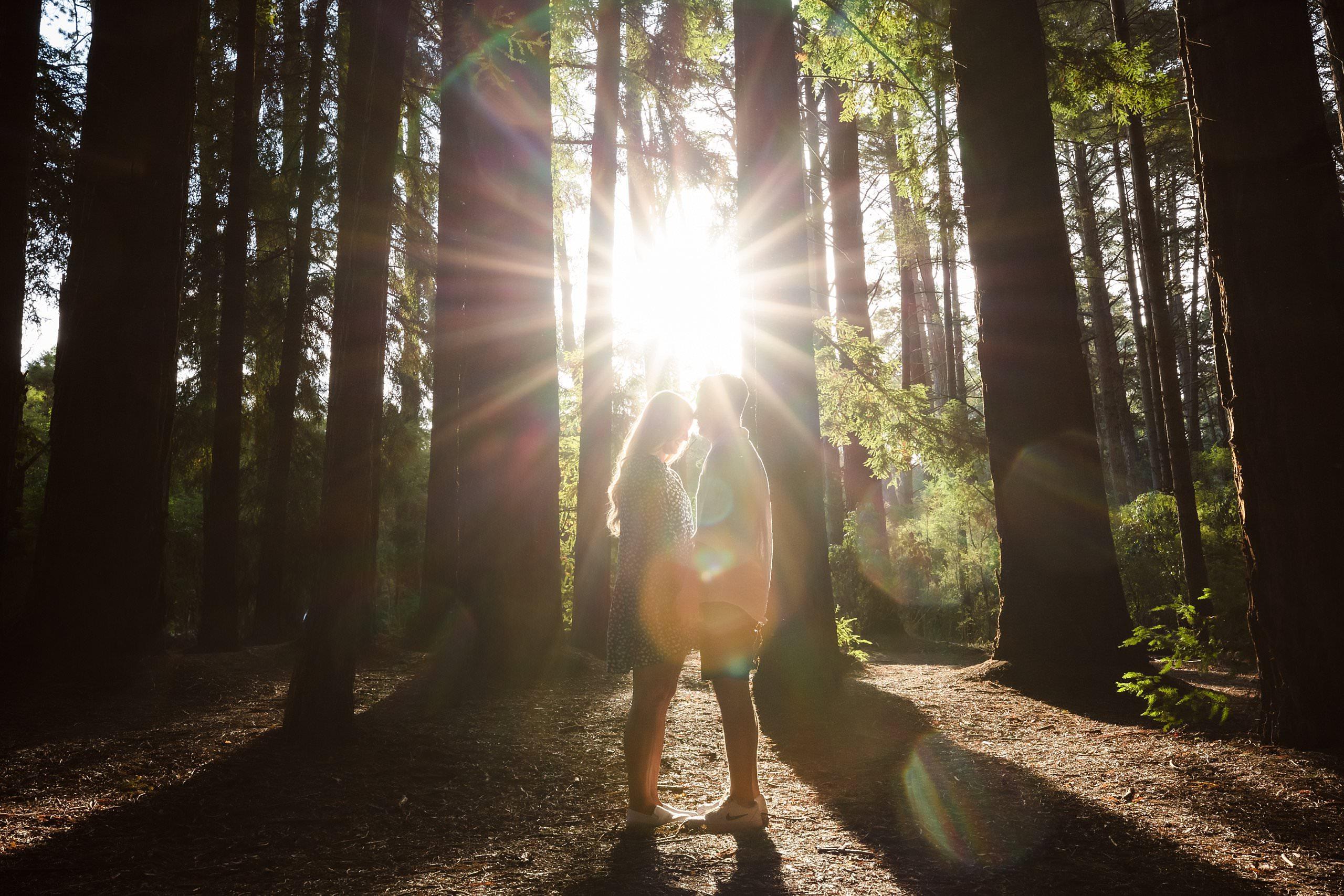 sunflare redwood forest 
